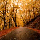 Paysage d’automne, route bordée de feuilles dorées et orangées