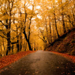 Paysage d’automne, route bordée de feuilles dorées et orangées