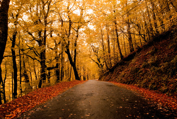 Paysage d’automne, route bordée de feuilles dorées et orangées
