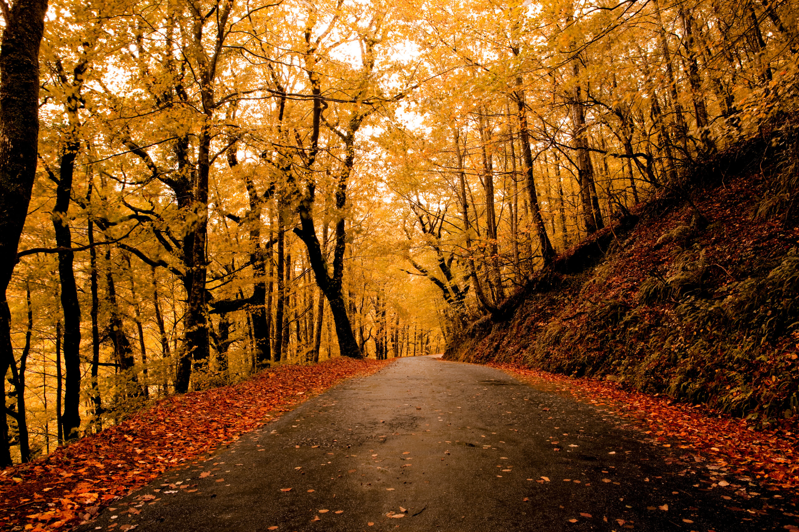 Top 5 des routes panoramiques en France à faire en automne