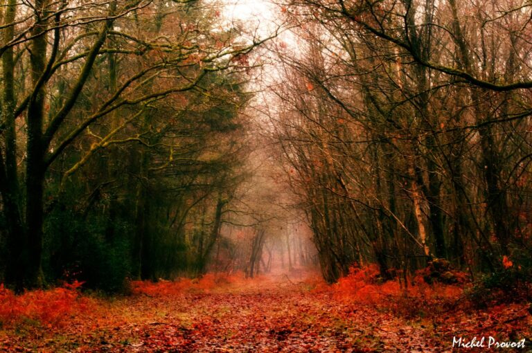 Forêt de Brocéliande l'automne